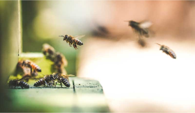 Bienenstock Bienen fliegen in einen Bienenstock ein